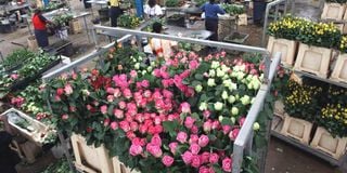 Roses for export