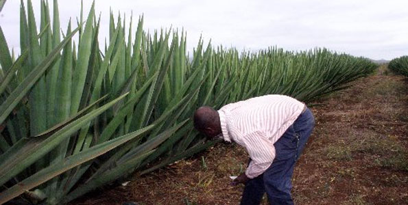 Sisal export earnings up by 11pc on rising prices