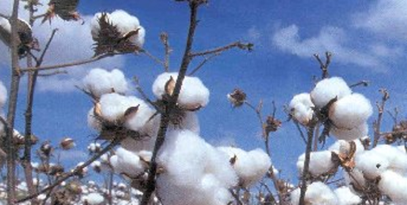 Counties can deliver economic value from cotton, pyrethrum and oil crops - Vimarsana News