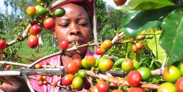 Higher prices lift March coffee earnings 67pc - Vimarsana News