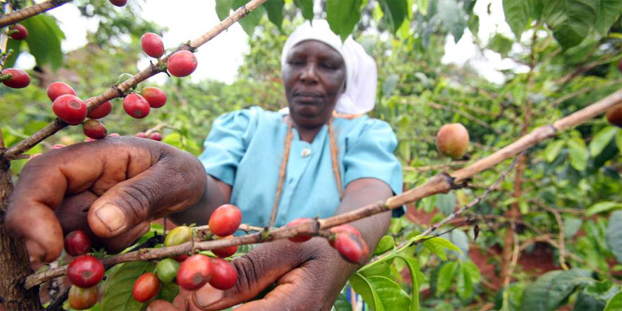 Coffee buyers to pay 2pc research levy - Vimarsana News