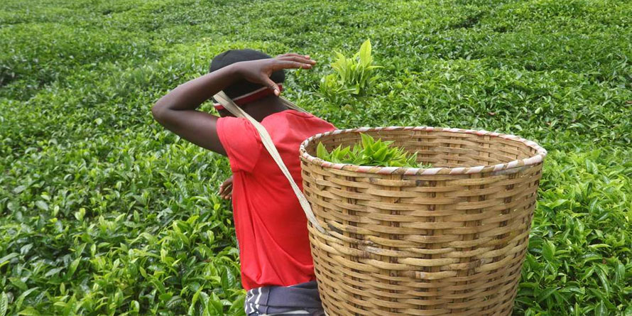 Win for tea farmers as Senate passes prompt payments Bill - Vimarsana News