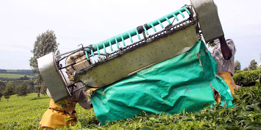 How geographical branding can lift Kenya's tea industry - Vimarsana News