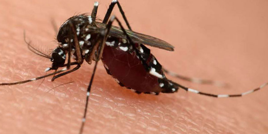 Malaria, respiratory diseases take lead in outpatient visits