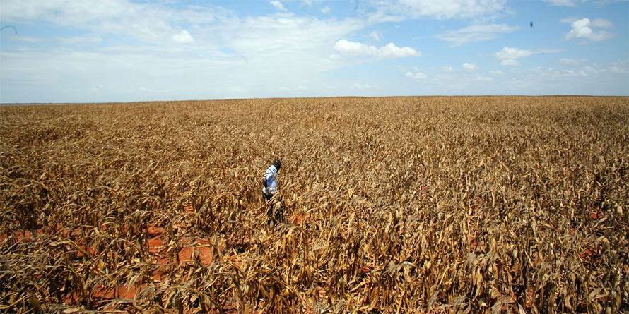 Agency selling 35,000 bags of Galana maize