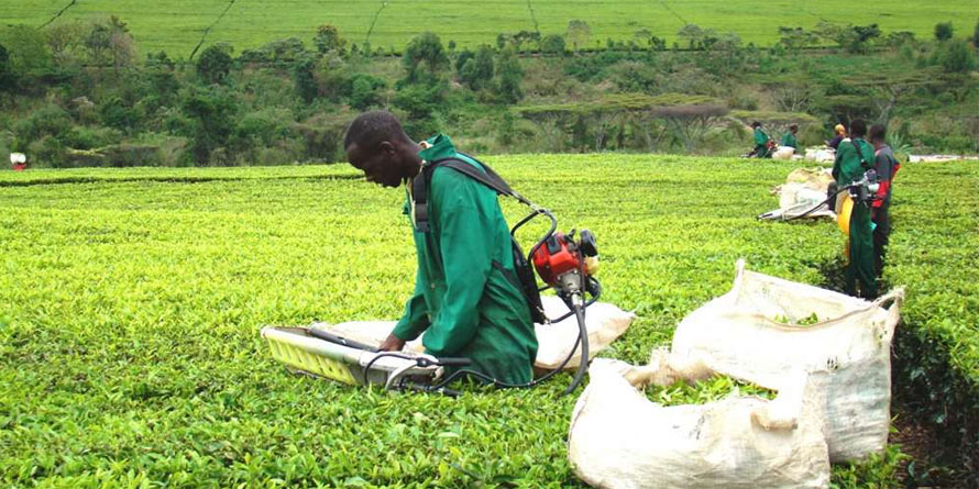 Regulator seeks to join case against new tea law - Vimarsana News