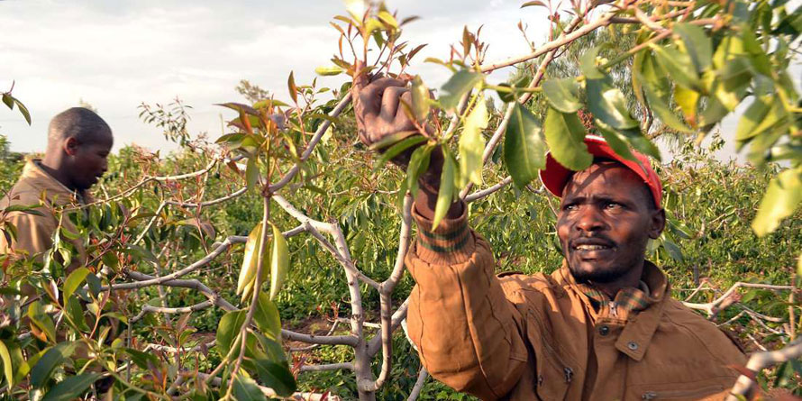 Kebs develops fresh trade rules for miraa sector to boost market - Vimarsana News
