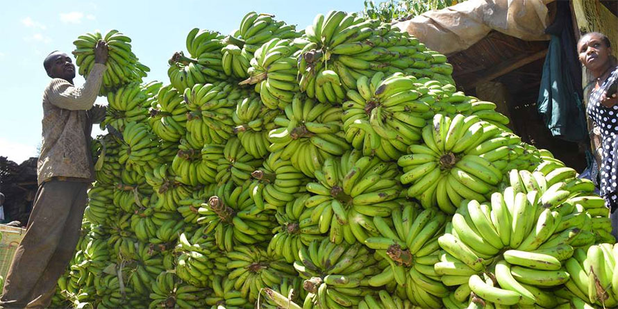 Why Kenya could lose its top food export market - Vimarsana News