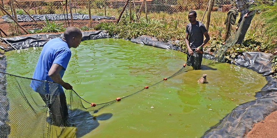 Fish Farms In City Backyards Business Daily