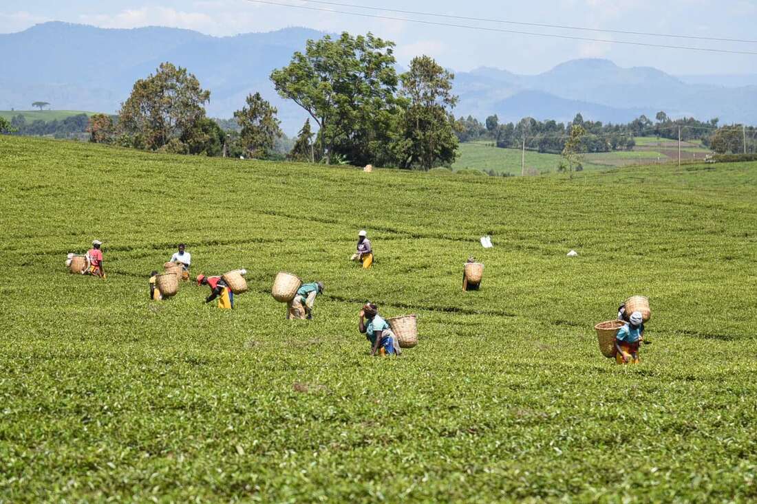 Tea exports to Afghanistan fall Sh536m on upheaval