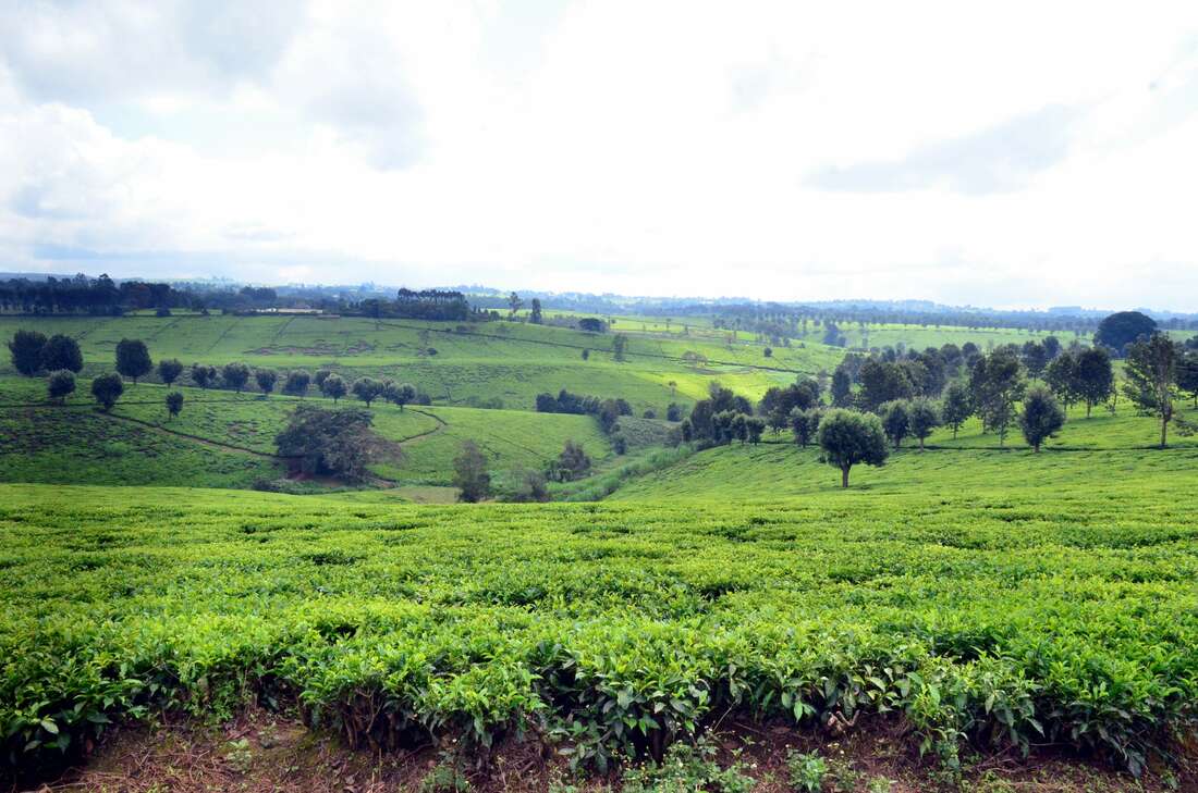 Tea lobby plans to en join UK lass action case - Vimarsana News
