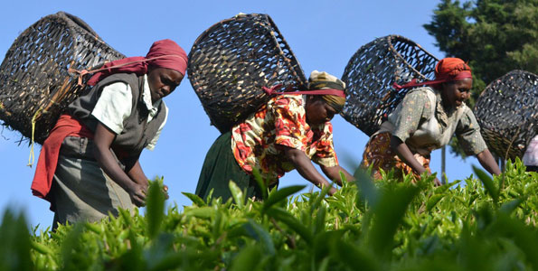 Uhuru orders probe into KTDA activities and tea factory elections - Vimarsana News