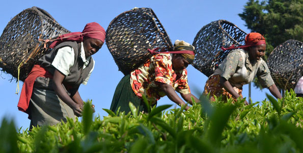 Mount Kenya tea farmers reject KTDA’s 5m shares