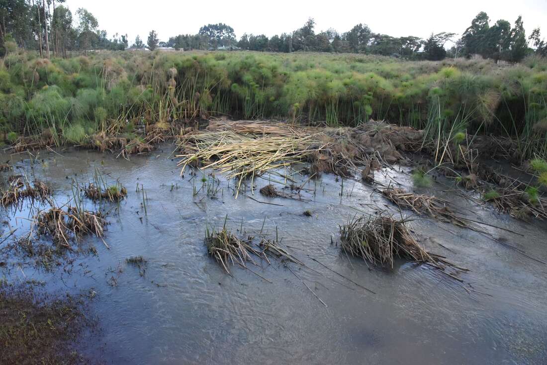 Bottlenecks in conserving critical wetlands in Kenya - Vimarsana News