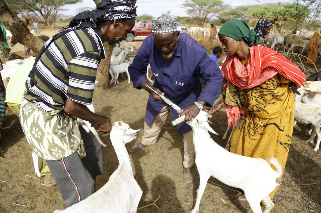 Scientists bet on lab to eradicate deadly livestock diseases - Vimarsana News