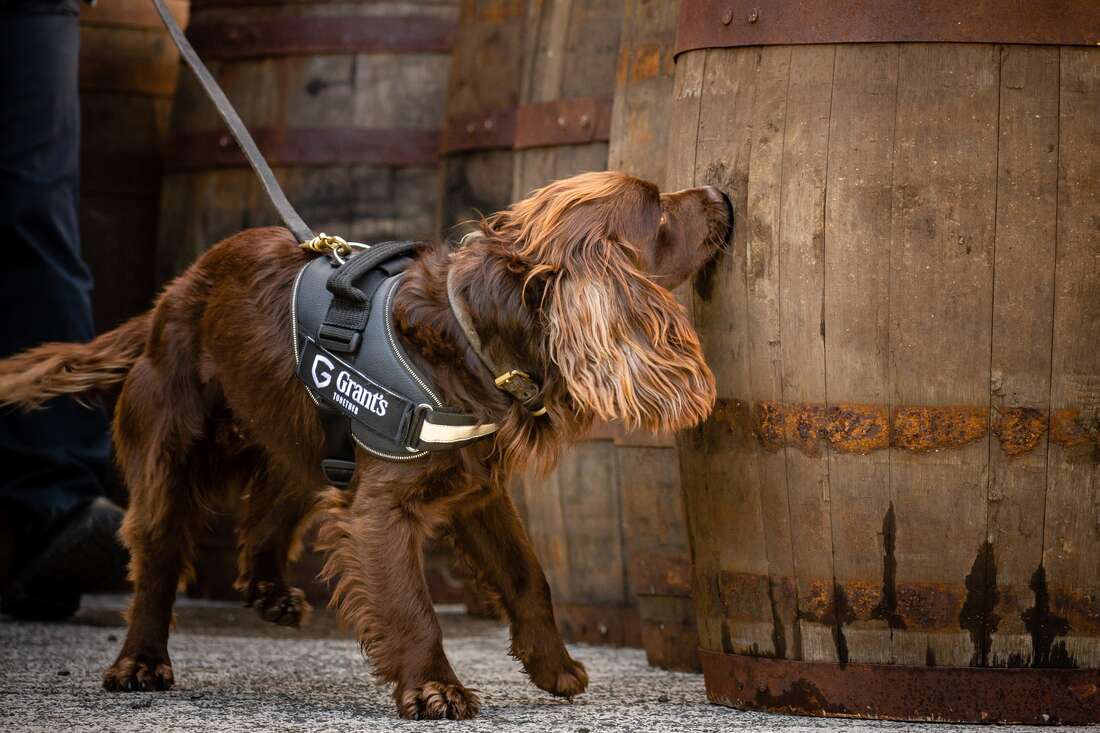 Whisky maker hires dog to sniff out perfect aromas - Vimarsana News