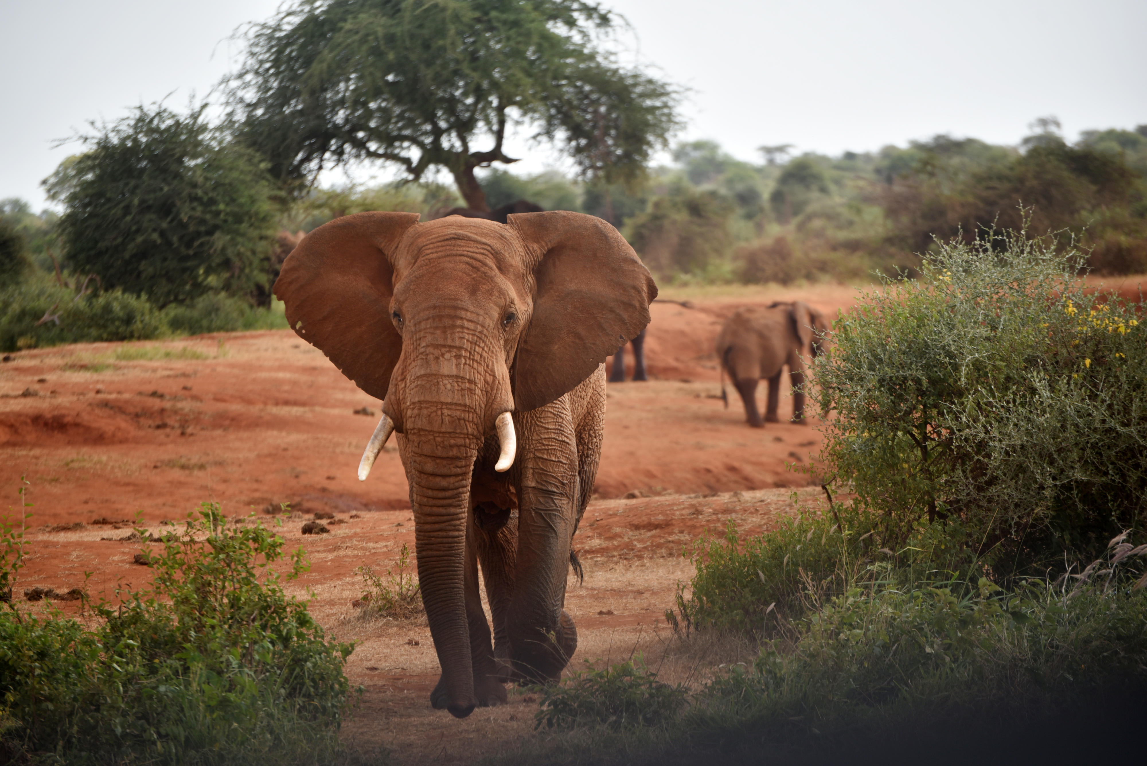Court freezes Taveta, Tsavo wildlife revenue share fight - Vimarsana News