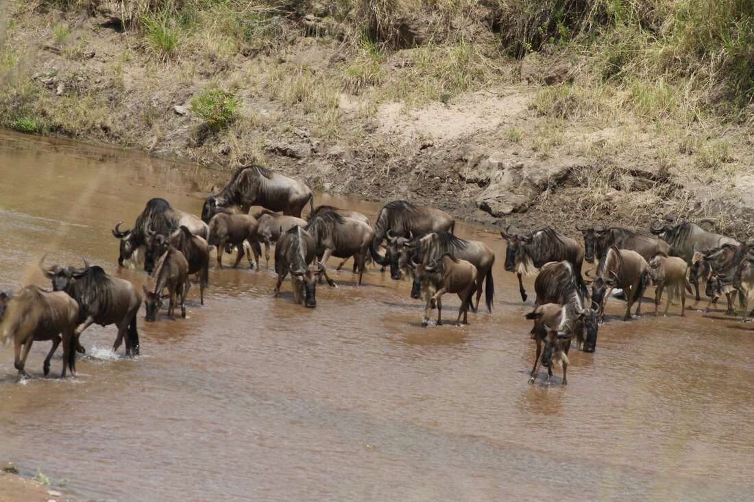 Maasai Mara airstrip set to undergo Sh4.7bn upgrade - Vimarsana News
