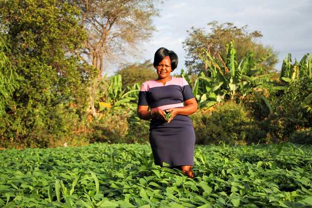 Machakos canal woes drains farmers' hopes - Vimarsana News