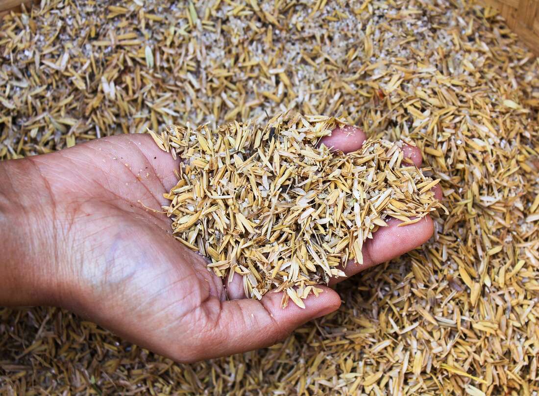 Очистка зерна от мякины на ветру. Лузга (шелуха) овсяная. Мякина пшеницы. Овсяные зерноотходы. Что такое Мякина зерновых.