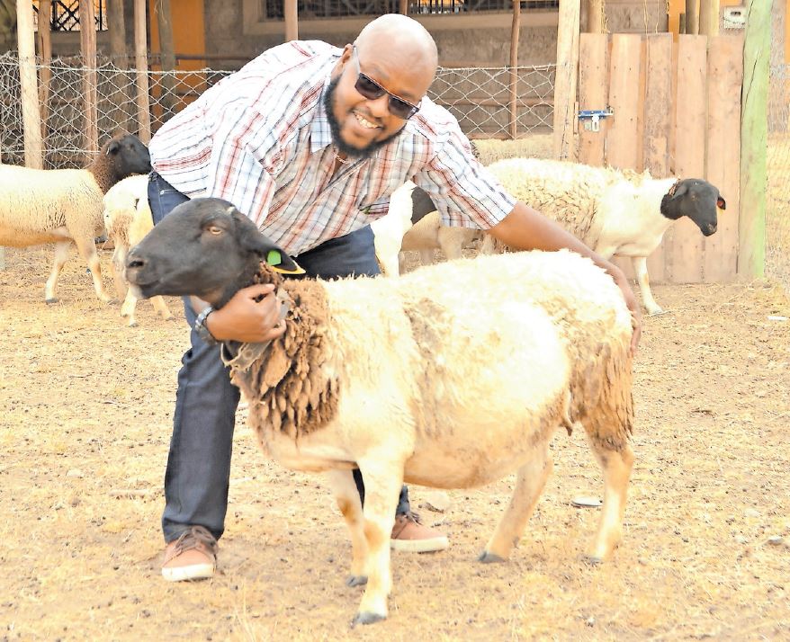 CEO leaves the C-suite to breed exotic sheep