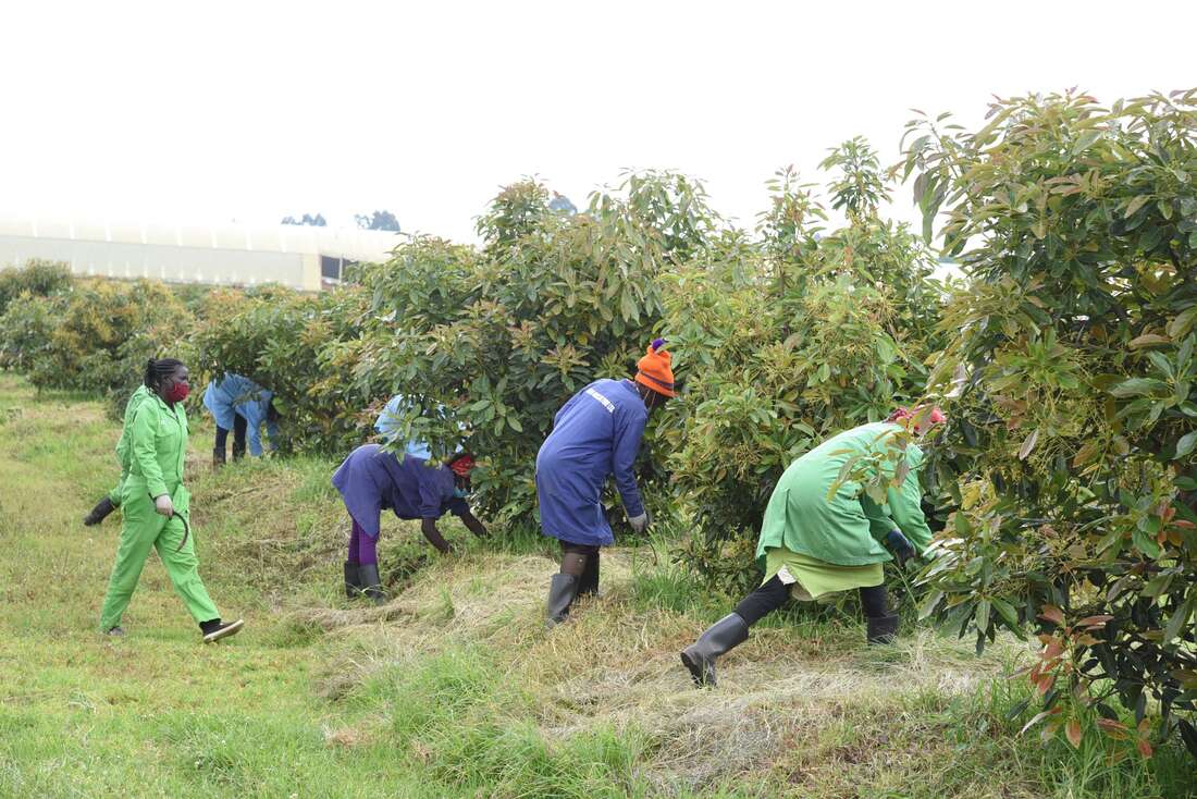 Top North Rift farmers lead switch to high return crops away from maize - Vimarsana News