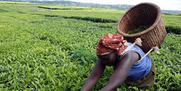 Bomet says direct tea sales to Iran fetch Sh28m