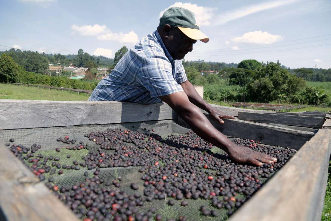 Coffee prices at Nairobi auction decline on bean quality concerns - Vimarsana News