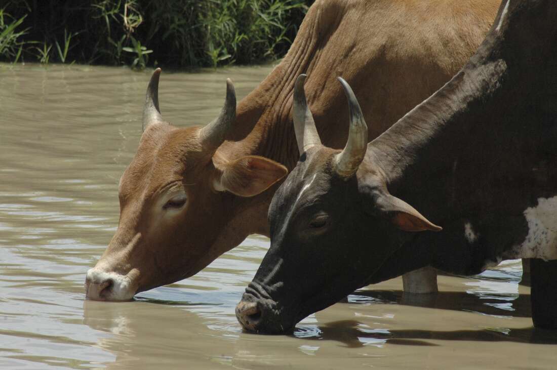 Rethink cattle keeping in lab meat era - Vimarsana News