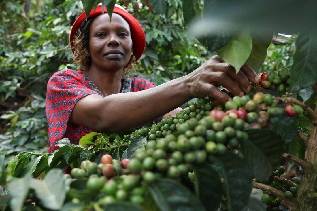 Coffee prices up 10 percent on fresh crop - Vimarsana News
