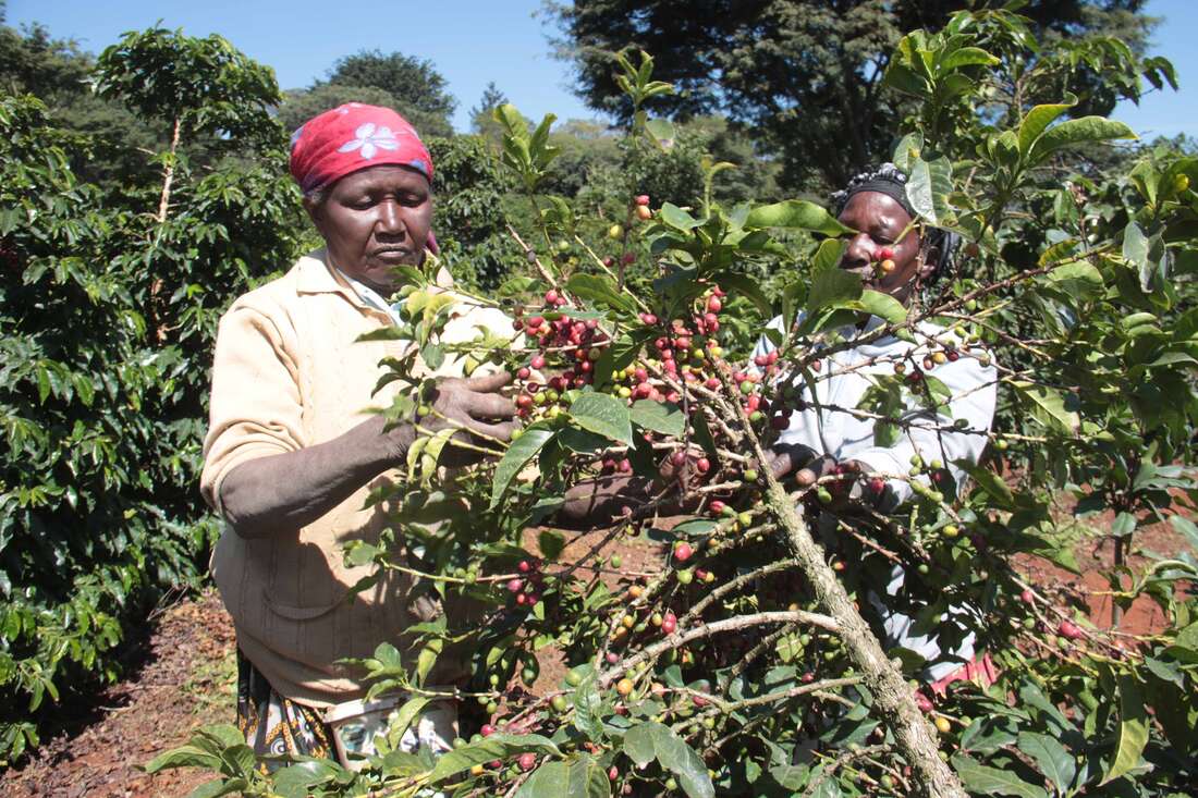 Coffee price at Nairobi auction declines 1.3pc on bean quality concerns - Vimarsana News