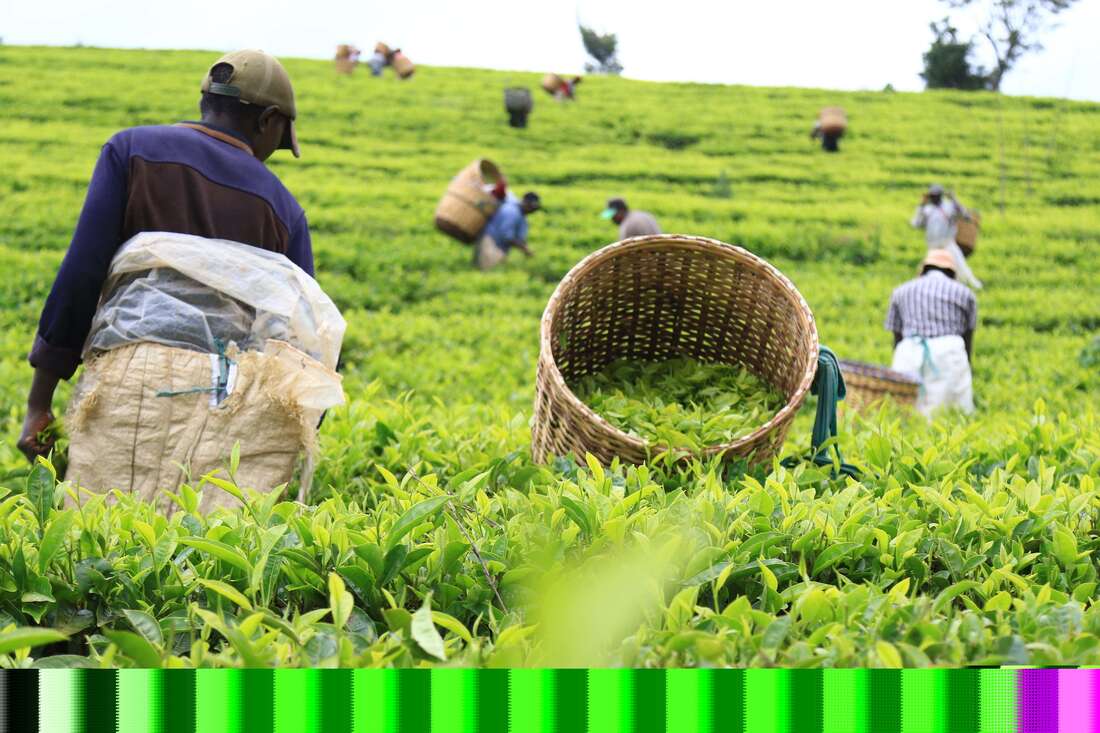 Relief for tea farmers as KTDA unit cuts lending rates