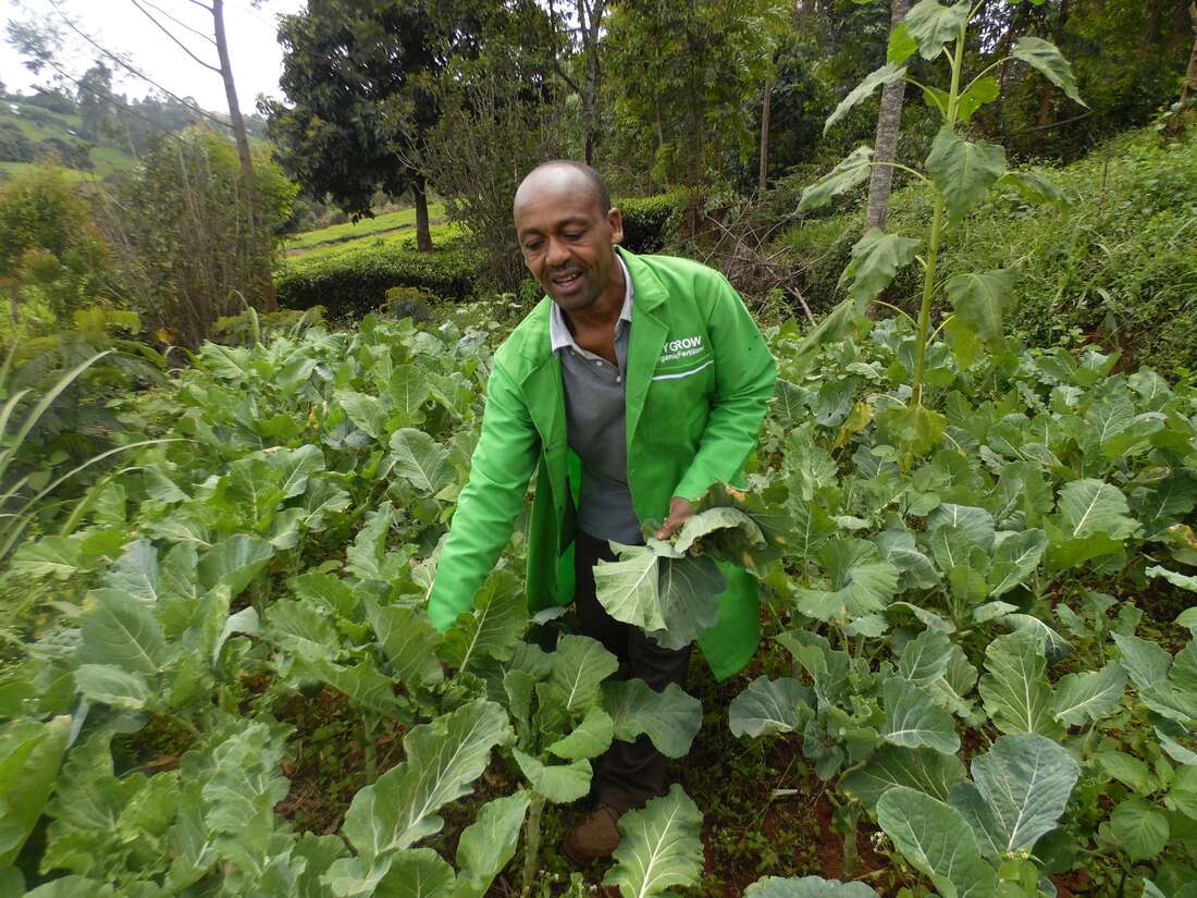 Dubai firm eyes more vegetables from Kenya - Vimarsana News