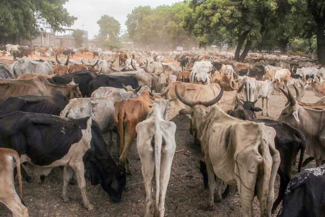Climate change goodwill now requires capital - Vimarsana News