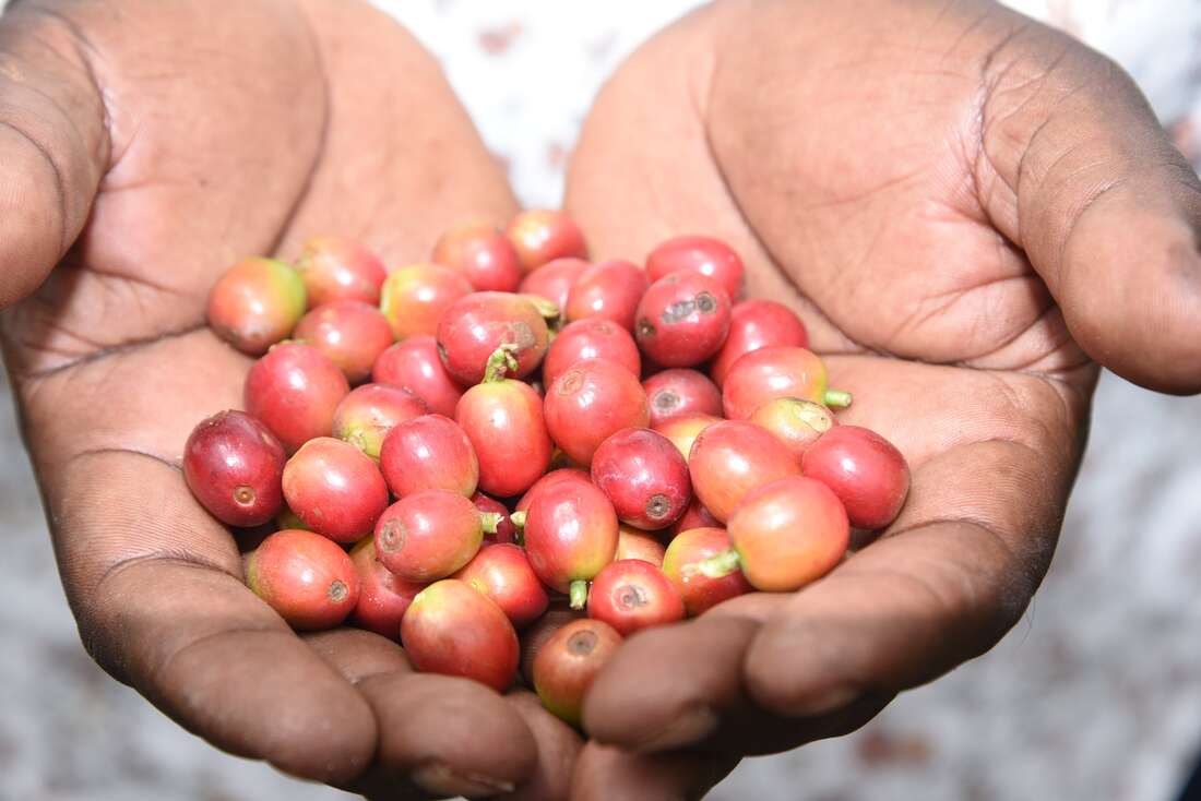 Deutschland und Japan testen Kaffeestreit in Kenia