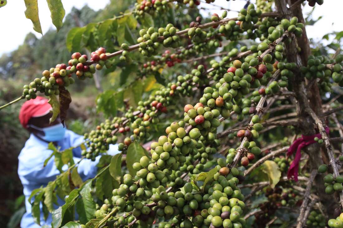 Coffee price at auction in fourth straight dip on higher bean supply - Vimarsana News