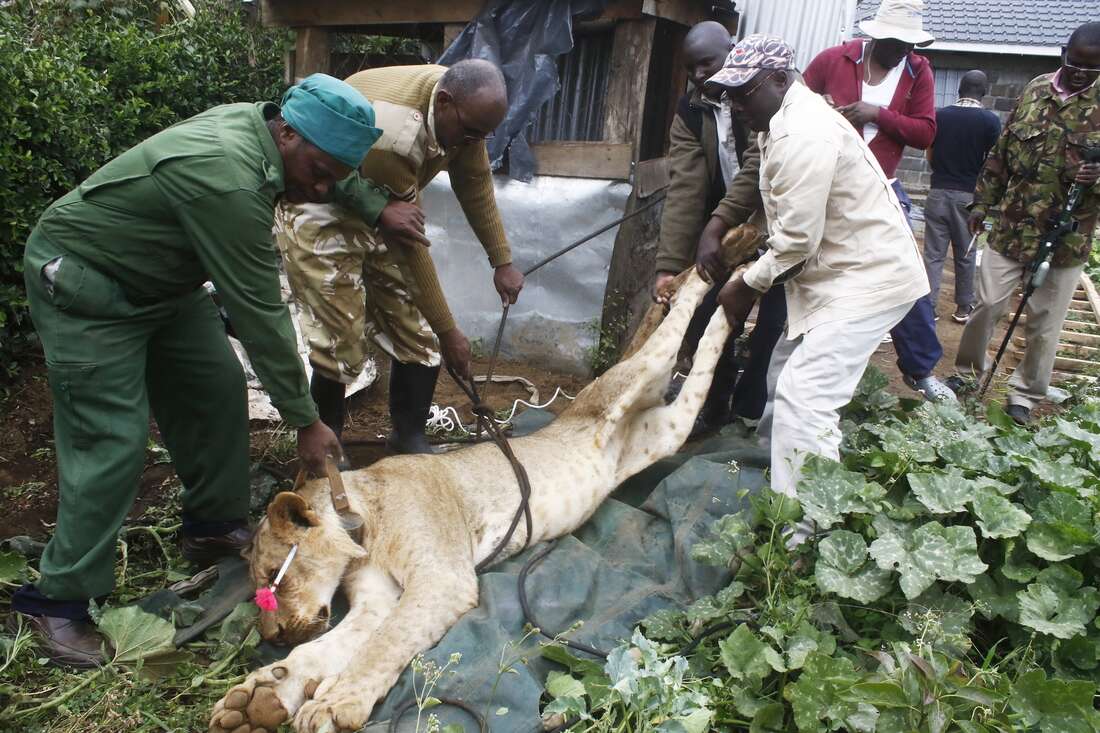 The economic pains of human-wildlife conflict - Vimarsana News