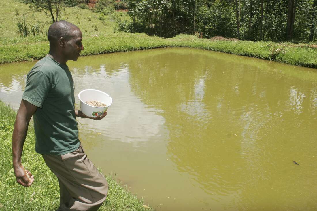 Boost for Kisii fish farmers as firm donates cold storage facility - Vimarsana News
