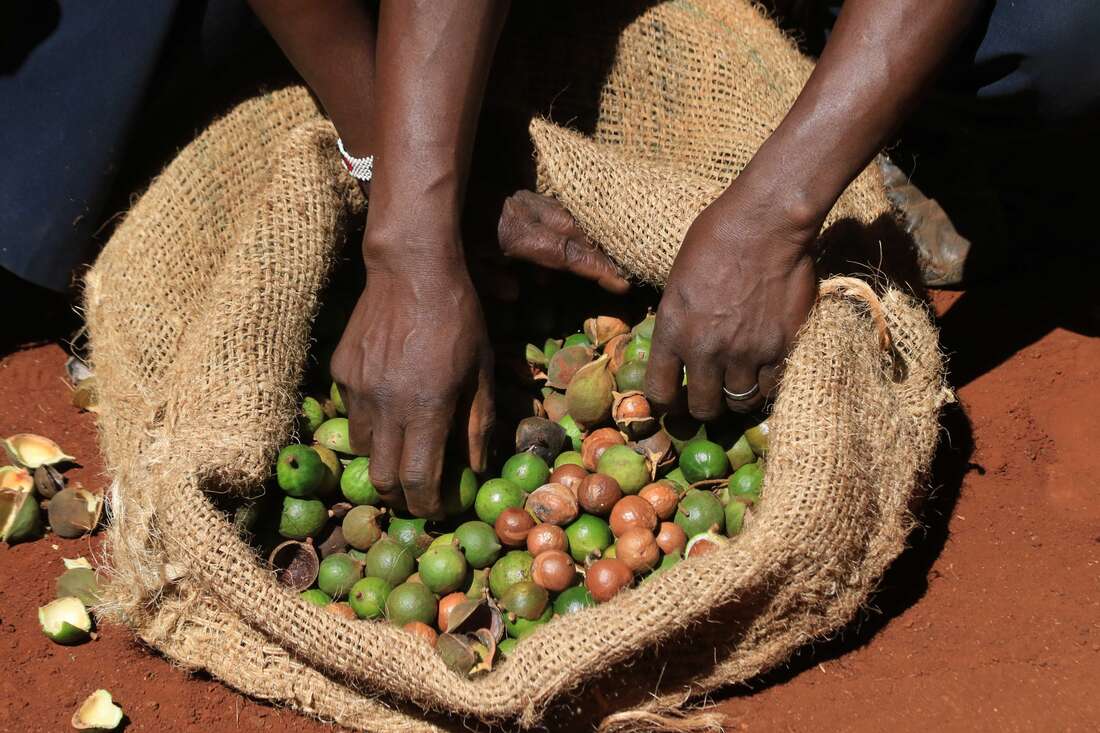 Alarm as growers harvest immature macadamia nuts