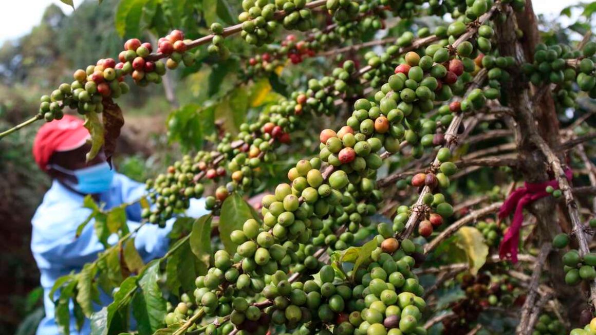 Coffee earns record Sh5.6bn on Brazil, Ethiopia troubles - Vimarsana News