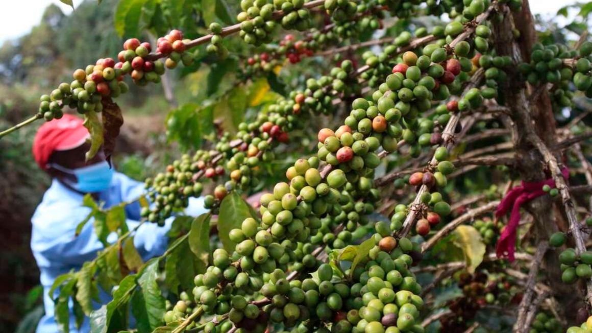 ケニアは、国内輸出を理由に日本が15億シリングのコーヒー市場を失うリスクがある