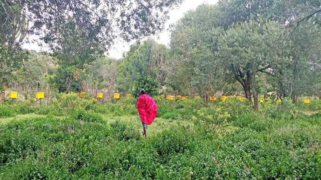 How local communities are restoring Kenya's forests - Vimarsana News