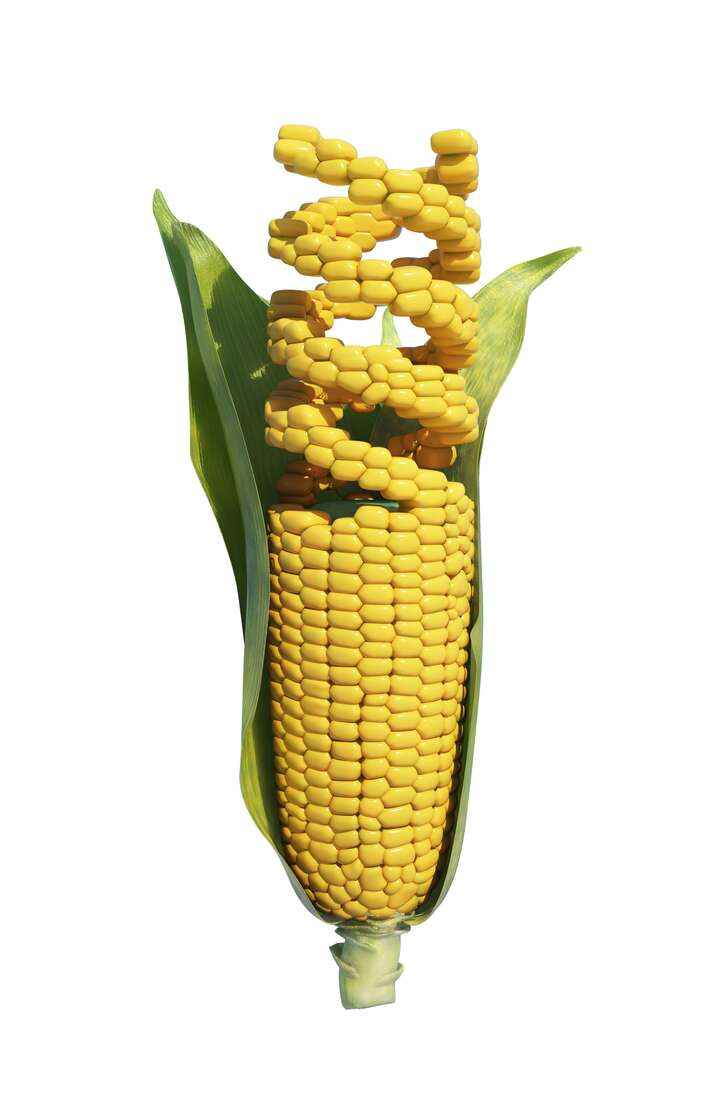 America protests Kenya's ban on GMO products - Vimarsana News
