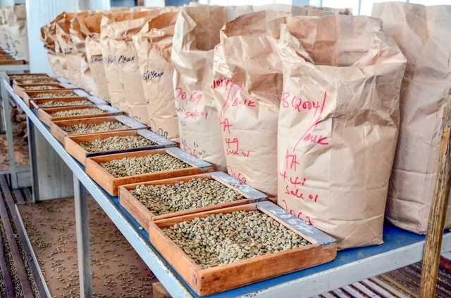 Demand for Kenyan coffee falls as Brazil makes return - Vimarsana News