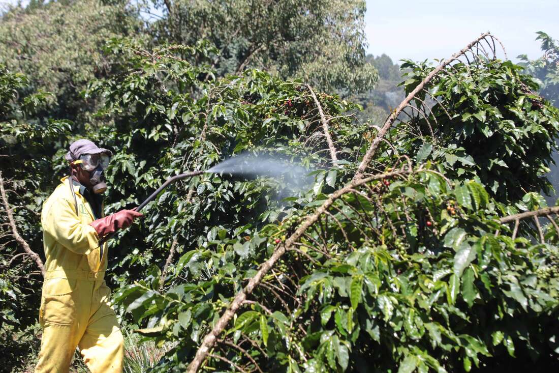 How coffee boom brought out the best in friendships - Vimarsana News