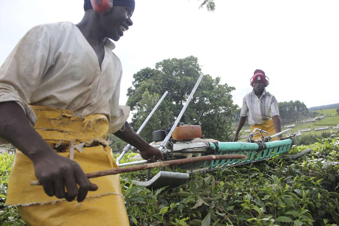 Use of machines shaves tea farms' plucking costs - Vimarsana News