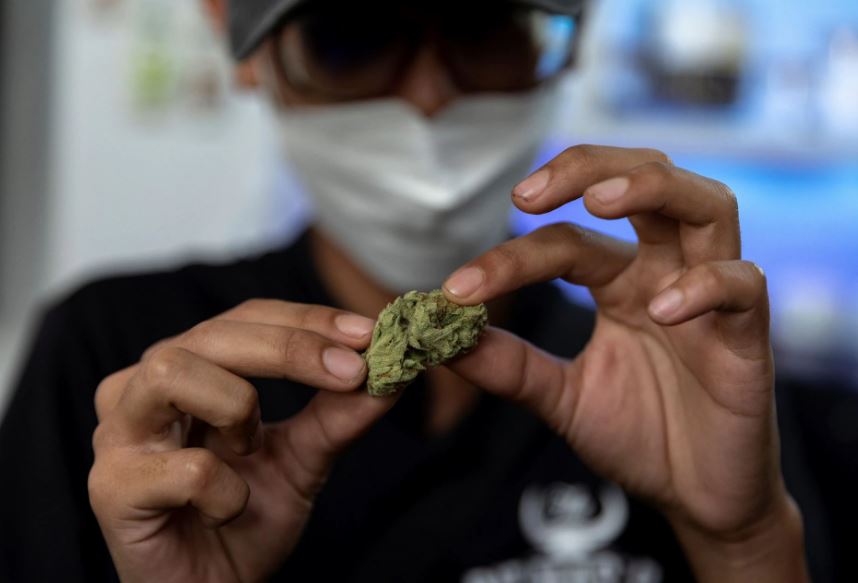 Thailand okays cannabis growing, use but no smoking it - Vimarsana News