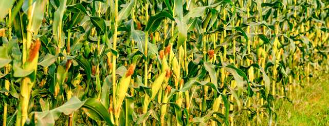 How conservation farming is boosting yields, mitigating effects of climate change - Vimarsana News