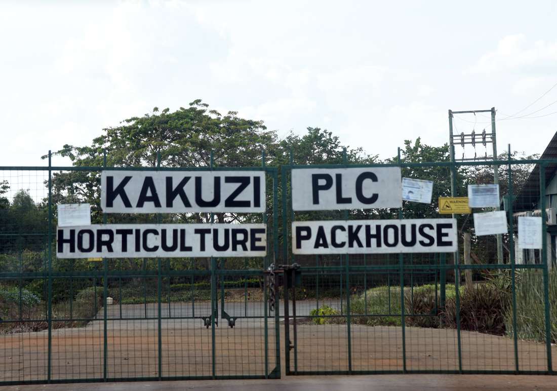 Kakuzi to pay record Sh470m dividend on higher earnings