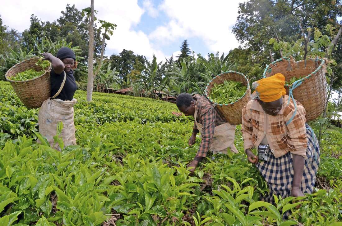 Appeals court suspends hearing of anti-Tea Act petition - Vimarsana News